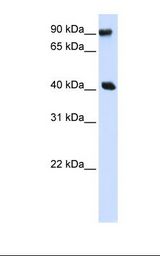 PBXIP1 / HPIP Antibody - Transfected 293T cell lysate. Antibody concentration: 1.0 ug/ml. Gel concentration: 12%.  This image was taken for the unconjugated form of this product. Other forms have not been tested.