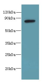 PBXIP1 / HPIP Antibody - Western blot. All lanes: PBXIP1 antibody at 4 ug/ml+ A549 whole cell lysate Goat polyclonal to rabbit at 1:10000 dilution. Predicted band size: 81 kDa. Observed band size: 81 kDa.