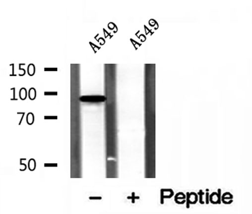 PBXIP1 / HPIP Antibody - Western blot analysis of extracts of A549 cells using PBXIP1 antibody.