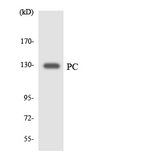 PC / Pyruvate Carboxylase Antibody - Western blot analysis of the lysates from HT-29 cells using PC antibody.