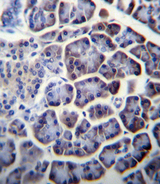 PC / Pyruvate Carboxylase Antibody - PC Antibody immunohistochemistry of formalin-fixed and paraffin-embedded human pancreas tissue followed by peroxidase-conjugated secondary antibody and DAB staining.