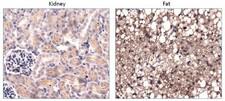 PC / Pyruvate Carboxylase Antibody - Immunohistochemistry: Pyruvate Carboxylase Antibody - Analysis of Pyruvate Carboxylase in mouse kidney and mouse fat.  This image was taken for the unconjugated form of this product. Other forms have not been tested.