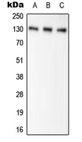 PC / Pyruvate Carboxylase Antibody - Western blot analysis of Pyruvate Carboxylase expression in HEK293T (A); NIH3T3 (B); H9C2 (C) whole cell lysates.
