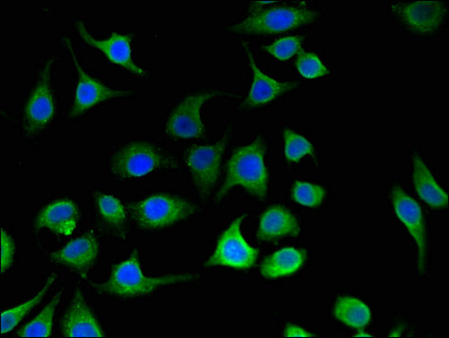 PC / Pyruvate Carboxylase Antibody - Immunofluorescent analysis of A549 cells using PC Antibody at a dilution of 1:100 and Alexa Fluor 488-congugated AffiniPure Goat Anti-Rabbit IgG(H+L)