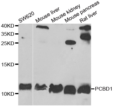 PCBD1 / PHS Antibody - Western blot analysis of extracts of various cell lines.