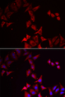PCBD1 / PHS Antibody - Immunofluorescence analysis of U2OS cells.
