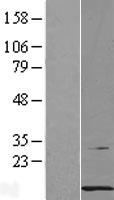 PCBD1 / PHS Protein - Western validation with an anti-DDK antibody * L: Control HEK293 lysate R: Over-expression lysate