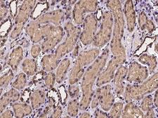PCBD2 Antibody - Immunochemical staining of human PCBD2 in human kidney with rabbit polyclonal antibody at 1:100 dilution, formalin-fixed paraffin embedded sections.