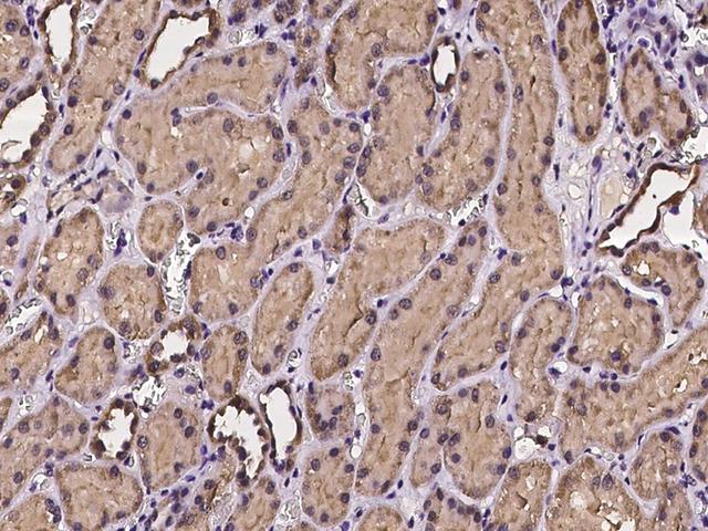 PCBD2 Antibody - Immunochemical staining of human PCBD2 in human kidney with rabbit polyclonal antibody at 1:100 dilution, formalin-fixed paraffin embedded sections.