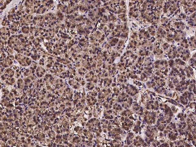 PCBD2 Antibody - Immunochemical staining of human PCBD2 in human pancreas with rabbit polyclonal antibody at 1:100 dilution, formalin-fixed paraffin embedded sections.