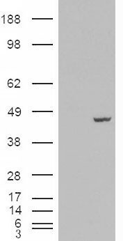 PCBP4 Antibody - HEK293 overexpressing PCBP4 (RC200749) and probed with (mock transfection in first lane).