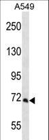 PCCA Antibody - PCCA Antibody western blot of A549 cell line lysates (35 ug/lane). The PCCA antibody detected the PCCA protein (arrow).
