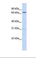 PCCA Antibody - Transfected 293T cell lysate. Antibody concentration: 1.0 ug/ml. Gel concentration: 12%.  This image was taken for the unconjugated form of this product. Other forms have not been tested.