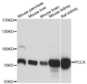 PCCA Antibody - Western blot analysis of extracts of various cell lines.