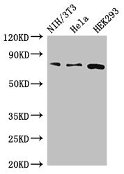 PCCA Antibody - Western Blot Positive WB detected in:NIH/3T3 whole cell lysate,Hela whole cell lysate,HEK293 whole cell lysate All Lanes:PCCA antibody at 4µg/ml Secondary Goat polyclonal to rabbit IgG at 1/50000 dilution Predicted band size: 81,78,76 KDa Observed band size: 81 KDa
