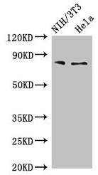 PCCA Antibody - Western Blot Positive WB detected in: NIH/3T3 whole cell lysate, Hela whole cell lysate All lanes: PCCA antibody at 4µg/ml Secondary Goat polyclonal to rabbit IgG at 1/50000 dilution Predicted band size: 81, 78, 76 kDa Observed band size: 81 kDa