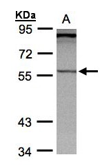 PCCB Antibody - Sample (30g whole cell lysate). A: Hep G2 . 7.5% SDS PAGE. PCCB antibody diluted at 1:1000