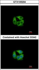PCCB Antibody - Immunofluorescence of methanol-fixed Hep G2 using PCCB antibody at 1:500 dilution.