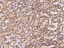 PCCB Antibody - Immunochemical staining of human PCCB in human kidney with rabbit polyclonal antibody at 1:100 dilution, formalin-fixed paraffin embedded sections.