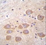 PCDH1 / PCD1 Antibody - PCDH1 Antibody immunohistochemistry of formalin-fixed and paraffin-embedded human brain tissue followed by peroxidase-conjugated secondary antibody and DAB staining.