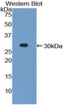 PCDH1 / PCD1 Antibody - Western blot of recombinant PCDH1 / PCD1.  This image was taken for the unconjugated form of this product. Other forms have not been tested.