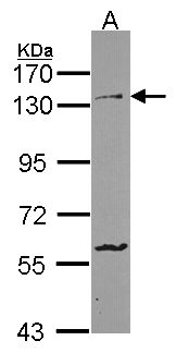 PCDH1 / PCD1 Antibody - Sample (30 ug of whole cell lysate). A: HCT116. 7.5% SDS PAGE. PCDH1 / PCD1 antibody diluted at 1:1000.