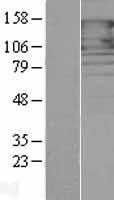 PCDH1 / PCD1 Protein - Western validation with an anti-DDK antibody * L: Control HEK293 lysate R: Over-expression lysate
