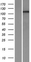 PCDH1 / PCD1 Protein - Western validation with an anti-DDK antibody * L: Control HEK293 lysate R: Over-expression lysate