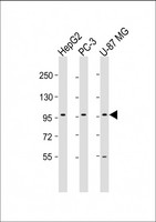 PCDH10 Antibody - All lanes: Anti-PCDH10 Antibody (N-Term) at 1:1000-1:2000 dilution. Lane 1: HepG2 whole cell lysate. Lane 2: PC-3 whole cell lysate. Lane 3: U-87 MG whole cell lysate Lysates/proteins at 20 ug per lane. Secondary Goat Anti-Rabbit IgG, (H+L), Peroxidase conjugated at 1:10000 dilution. Predicted band size: 113 kDa. Blocking/Dilution buffer: 5% NFDM/TBST.