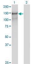 PCDH10 Antibody - Western blot of PCDH10 expression in transfected 293T cell line by PCDH10 monoclonal antibody (M07), clone 2H6.