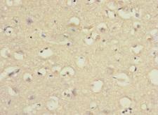 PCDH10 Antibody - Immunohistochemistry of paraffin-embedded human brain tissue at dilution 1:100