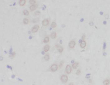 PCDH10 Antibody - Immunohistochemistry of paraffin-embedded mouse brain tissue slide using PCDH10 antibody at dilution of 1:200