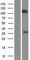 PCDH10 Protein - Western validation with an anti-DDK antibody * L: Control HEK293 lysate R: Over-expression lysate