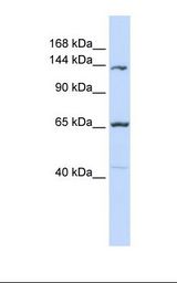 PCDH12 / VE-Cadherin-2 Antibody - MCF7 cell lysate. Antibody concentration: 1.0 ug/ml. Gel concentration: 6-18%.  This image was taken for the unconjugated form of this product. Other forms have not been tested.