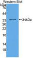 PCDH15 Antibody - Western Blot; Sample: Recombinant protein.