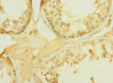 PCDH15 Antibody - Immunohistochemistry of paraffin-embedded human testis tissue at dilution 1:100