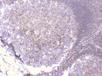 PCDH15 Antibody - IHC staining of FFPE human tonsil with PCDH15 antibody at 1ug/ml. HIER: boil tissue sections in pH6, 10mM citrate buffer, for 10-20 min followed by cooling at RT for 20 min.