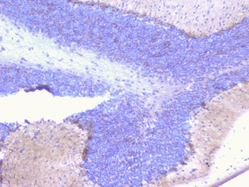 PCDH15 Antibody - IHC staining of FFPE mouse brain with PCDH15 antibody at 1ug/ml. HIER: boil tissue sections in pH6, 10mM citrate buffer, for 10-20 min followed by cooling at RT for 20 min.