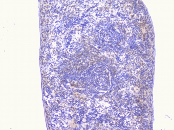 PCDH15 Antibody - IHC staining of FFPE rat spleen with PCDH15 antibody at 1ug/ml. HIER: boil tissue sections in pH6, 10mM citrate buffer, for 10-20 min followed by cooling at RT for 20 min.