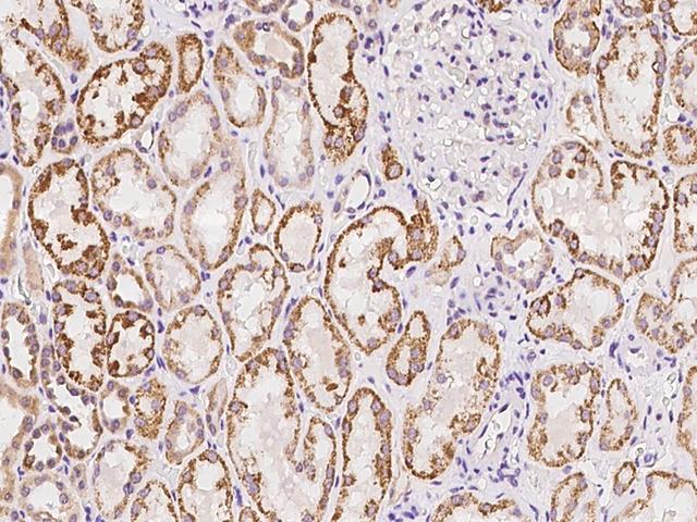 PCDH17 Antibody - Immunochemical staining of human PCDH17 in human kidney with rabbit polyclonal antibody at 1:100 dilution, formalin-fixed paraffin embedded sections.