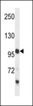 PCDH18 Antibody - PCDH18 Antibody western blot of mouse liver tissue lysates (35 ug/lane). The PCDH18 antibody detected the PCDH18 protein (arrow).
