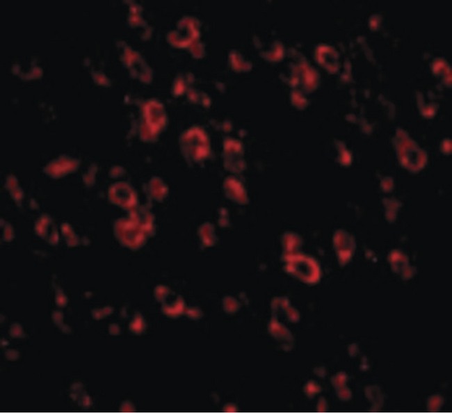 PCDH18 Antibody - Immunofluorescence of PCDH18 in Mouse Brain cells with PCDH18 antibody at 20 ug/ml.