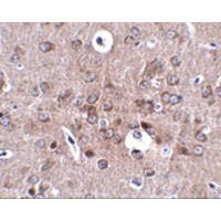 PCDH18 Antibody - Immunohistochemistry of PCDH18 in mouse brain tissue with PCDH18 antibody at 2.5 µg/mL.
