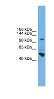 PCDH18 Antibody - PCDH18 antibody Western blot of HepG2 cell lysate. This image was taken for the unconjugated form of this product. Other forms have not been tested.