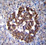 PCDH20 Antibody - PCDH20 Antibody immunohistochemistry of formalin-fixed and paraffin-embedded human pancreas tissue followed by peroxidase-conjugated secondary antibody and DAB staining.