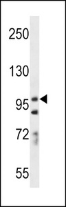PCDH7 Antibody - PCDH7 Antibody western blot of A549 cell line lysates (35 ug/lane). The PCDH7 antibody detected the PCDH7 protein (arrow).