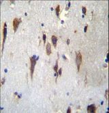 PCDH7 Antibody - PCDH7 Antibody immunohistochemistry of formalin-fixed and paraffin-embedded human brain tissue followed by peroxidase-conjugated secondary antibody and DAB staining.