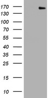 PCDH7 Antibody - HEK293T cells were transfected with the pCMV6-ENTRY control (Left lane) or pCMV6-ENTRY PCDH7 (Right lane) cDNA for 48 hrs and lysed. Equivalent amounts of cell lysates (5 ug per lane) were separated by SDS-PAGE and immunoblotted with anti-PCDH7.