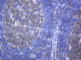 PCDH7 Antibody - IHC of paraffin-embedded Human lymph node tissue using anti-PCDH7 mouse monoclonal antibody. (Heat-induced epitope retrieval by 10mM citric buffer, pH6.0, 120°C for 3min).