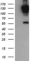 PCDH7 Antibody - HEK293T cells were transfected with the pCMV6-ENTRY control (Left lane) or pCMV6-ENTRY PCDH7 (Right lane) cDNA for 48 hrs and lysed. Equivalent amounts of cell lysates (5 ug per lane) were separated by SDS-PAGE and immunoblotted with anti-PCDH7.